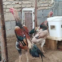 تخم مرغ نطفه دار اوشامو