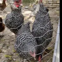 معاوضه خروس نژاد دار با مرغ تخم گذار محلی