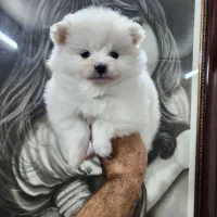 پامر خرسی|سگ|اصفهان, کوی نرگس|دیوار