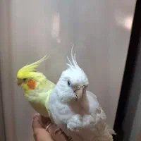 طوطی عروس هلندی لوتینو و البینو|پرنده|رشت, کوی مهر|دیوار