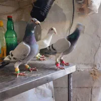 سه تا آلمانی درجه یک|پرنده|بردسکن, |دیوار