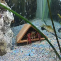 اکواریوم اب شیرین|ماهی|فردیس, فرامرزیه|دیوار