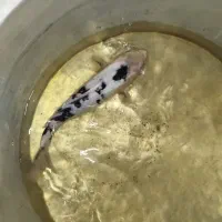 ماهی کوی|ماهی|سبزوار, هویزه|دیوار