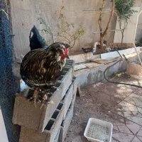 فروش سلطان