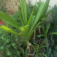 فروش انواع گل و کاکتوس و آپارتمانی و طبیعی|گل و گیاه طبیعی|فسا, |دیوار