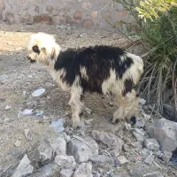 بره|حیوانات مزرعه|مسجد سلیمان, |دیوار