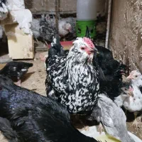 تخم مرغ گلین خال سوزنی و طوسی