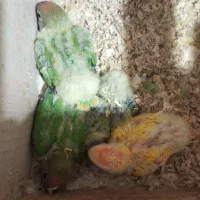 طوطی برزیلی سرلاکی|پرنده|ارومیه, |دیوار