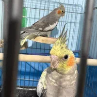 عروس هلندی ۴ ماهه