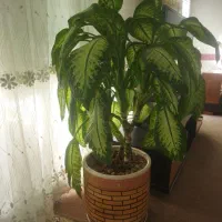 گل دیفن باخیا
