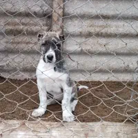 ماده خراسانی اصیل 16 ماهه شجره دار|سگ|خان ببین, |دیوار