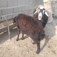 فروشی قوچ دو ساله|حیوانات مزرعه|بناب, |دیوار