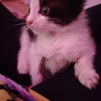 واگذاری بچه گربه