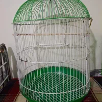 جوجه عروس هلندی|پرنده|قدس, شهرقدس|دیوار