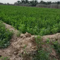 فروش یونجه سبز