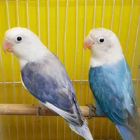 کوتوله قناری کفترقفس جوجه گرینچیک ملنگو کاسکو عروس|پرنده|مشهد, گاز|دیوار