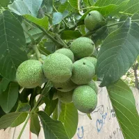 آبسرد باغچه هزارمتری الهیه با مجوز