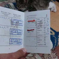 بچه گربه شناسنامه دار واکسیناسون شده|گربه|محمدشهر, جعفرآباد|دیوار