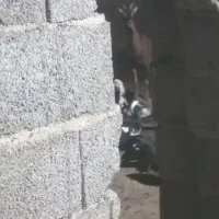 تخم اردک خارجی