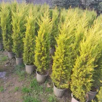 کاج لاوسون،سرو طلایی|گل و گیاه طبیعی|کومله, |دیوار