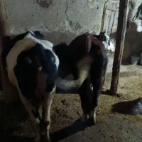 فروشدوراسگاوگوشتی|حیوانات مزرعه|کوراییم, |دیوار