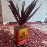 سه گلدان گل کاکتوس ویه گلدان گل گهواره ای