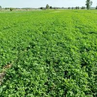 سبزی عمده (جعفری و تره)