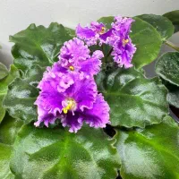 بنفشه آفریقایی