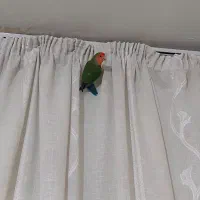 دو عدد طوطی  برزیلی رخ هلویی