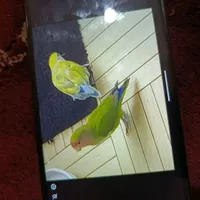 گمشده طوطی کوتوله|پرنده|صحنه, |دیوار
