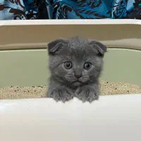 شهر/گربه های/خونگی/اصیل