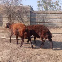 دو عدد بره نر قوچی افشار جنس بالا 5ماهه