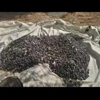 باغشهری ملوسجان بیضا|فروش خانه و ویلا|بیضا, |دیوار