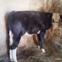 گوساله|حیوانات مزرعه|سارال, |دیوار