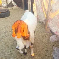 بز پاکستانی اصل با کهره|حیوانات مزرعه|هنزا, |دیوار