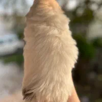 شیتزهای اصیل|سگ|رشت, گلسار|دیوار