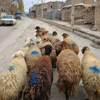 گوسفند آبستن|حیوانات مزرعه|جوانرود, |دیوار