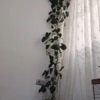 گل فیلو دندرون|گل و گیاه طبیعی|آبیک, |دیوار