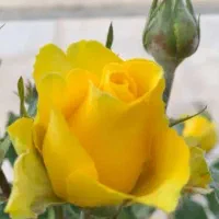 پرستار پاره وقت برای کودک ۴ساله