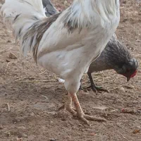 تخم نطفه دار گلین