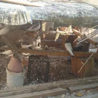 کفتر|پرنده|بندرعباس, |دیوار