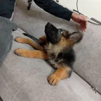 توله سگ ژرمن