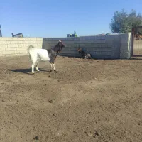 یک راس بز|حیوانات مزرعه|گنبد کاووس, |دیوار