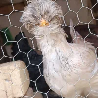 دو عدد نیمچه سلطان|حیوانات مزرعه|مبارکه, |دیوار