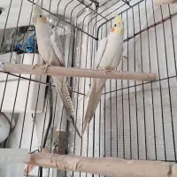 عروس هلندی نرلوتینووماده اهویی