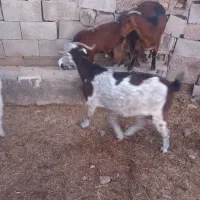 سه عدد بزغاله