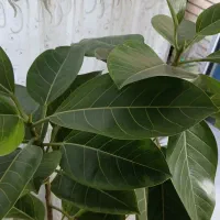حراج گلهای طبیعی