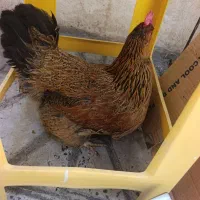دوعددمرغ تخم گذار