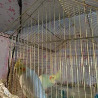 عروس جوان|پرنده|بزینه رود, |دیوار