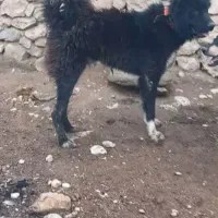 سگ قهدریجانی|سگ|مرودشت, ثبت احوال|دیوار